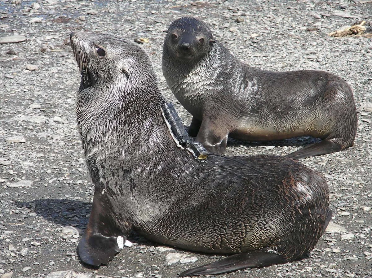 Según un estudio reciente los animales marinos ayudan a resolver los problemas de los océanos