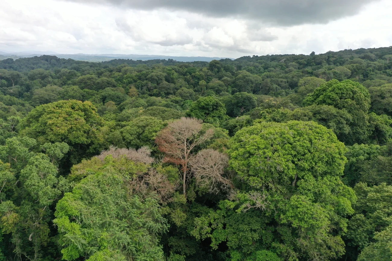 Las tormentas eléctricas amenazan la supervivencia de los árboles en bosques tropicales