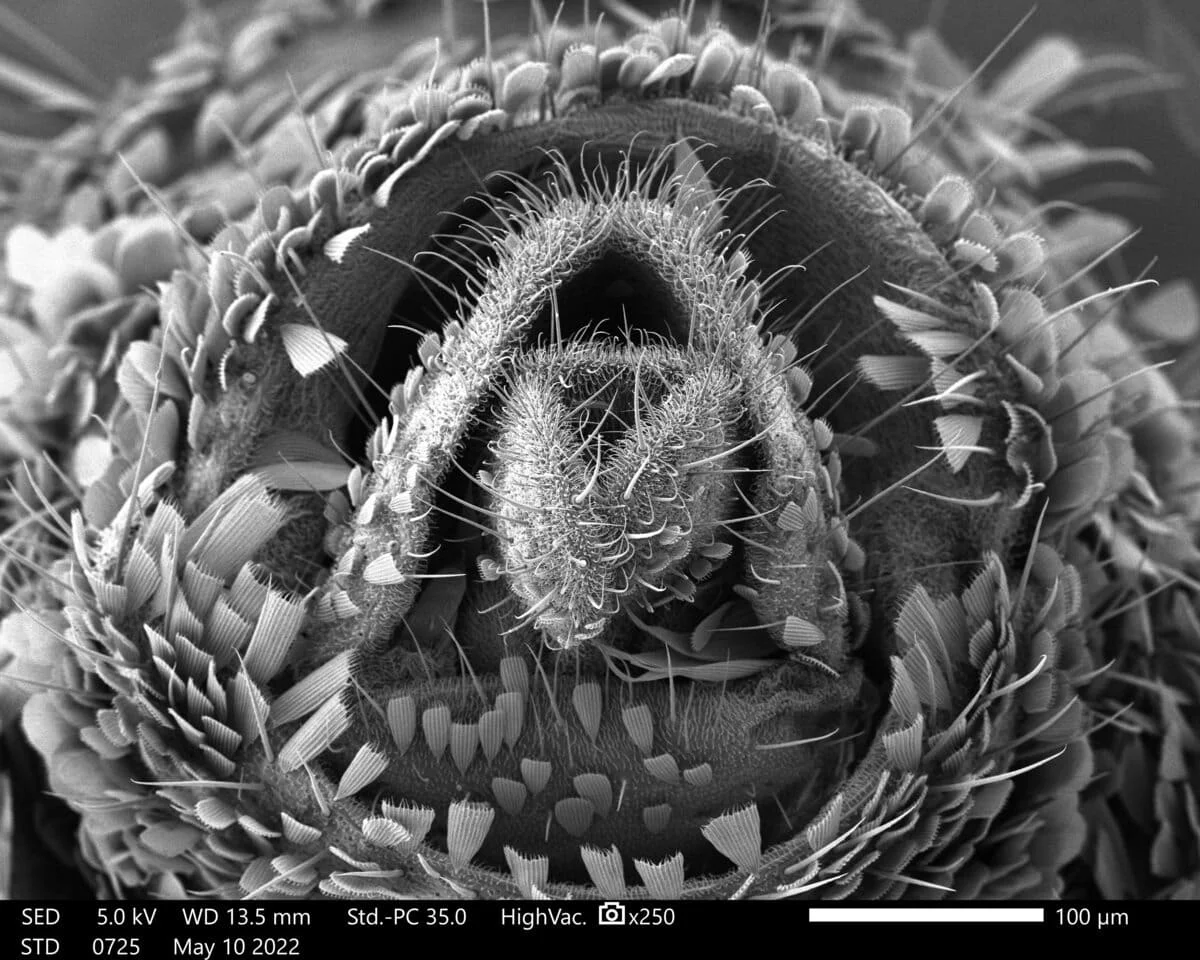 Un gesto microscópico cambia todo: así eligen las hembras de mosquito a su pareja