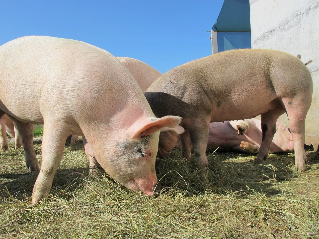 Así reacciona el cuerpo humano ante el trasplante de riñón de cerdo, según nuevo estudio