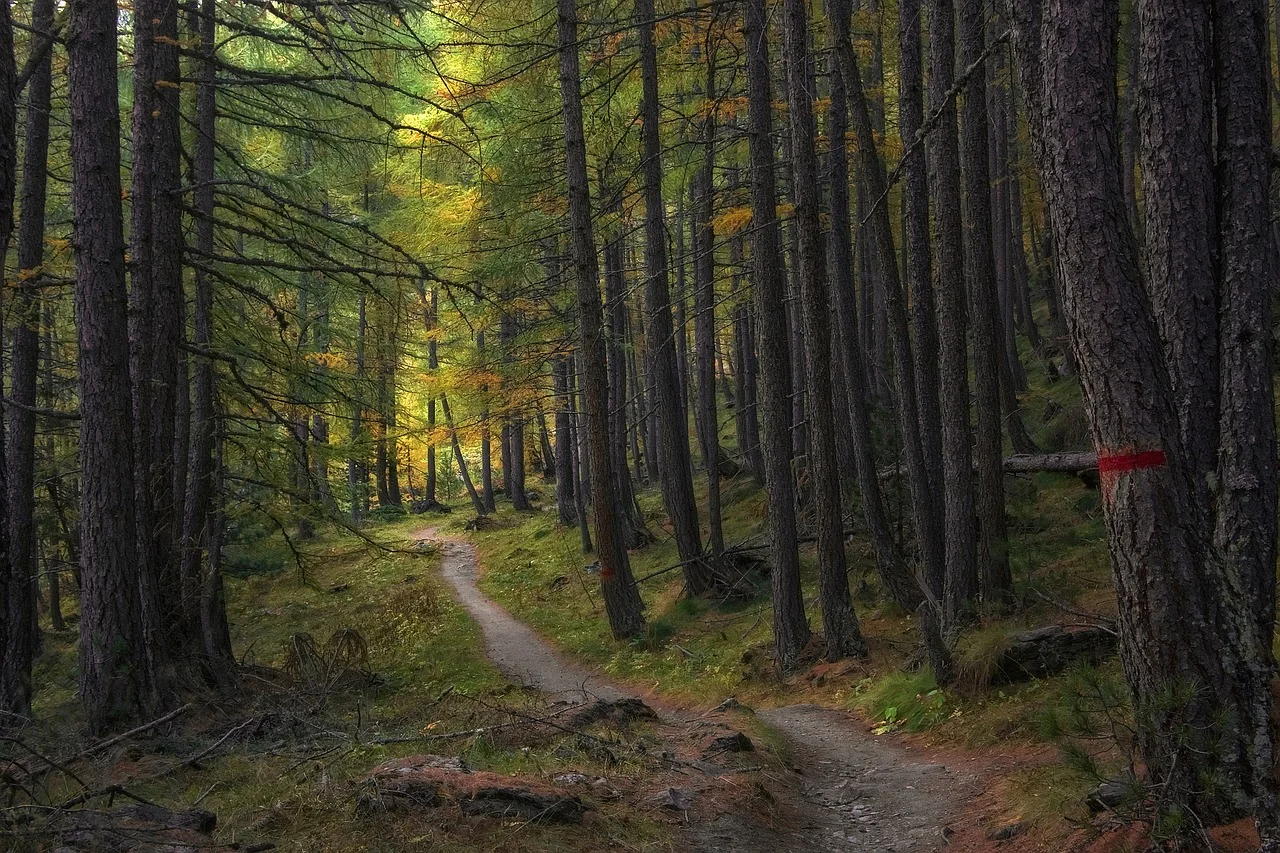 Bosques y praderas absorben menos CO2 de lo esperado por falta de nitrógeno