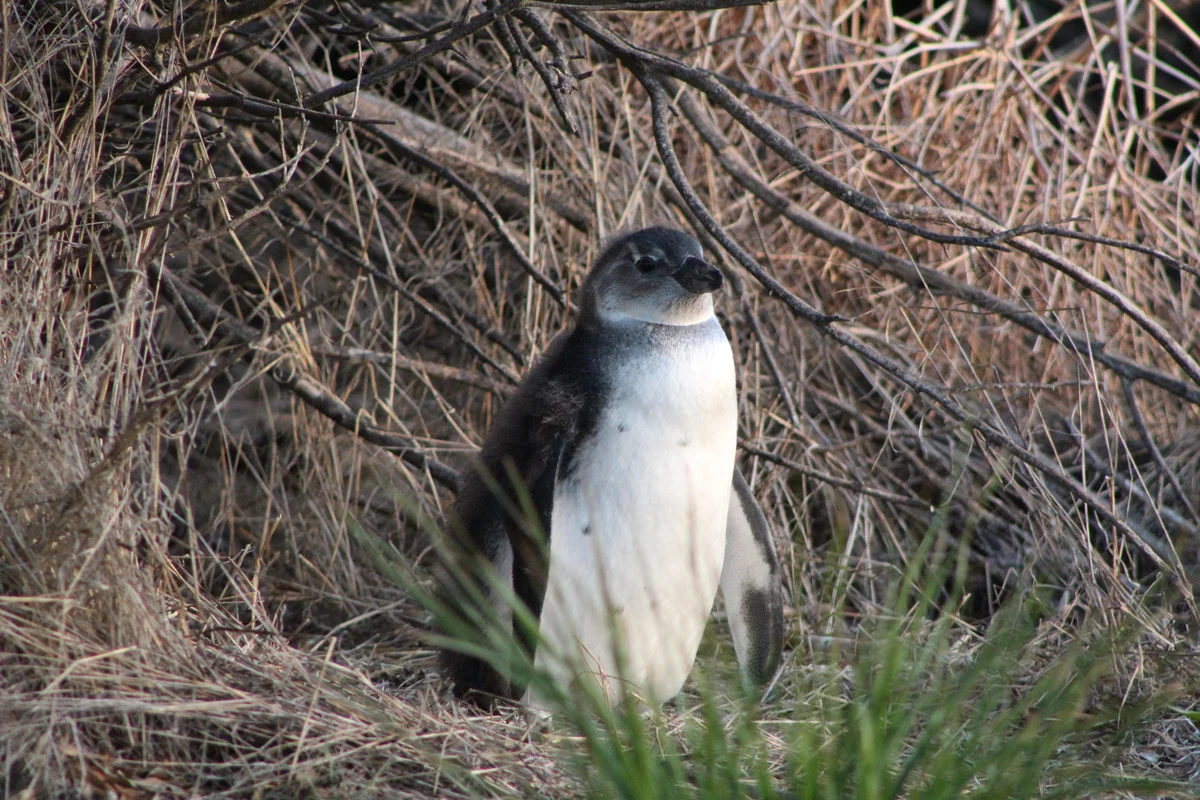 Pingüino africano joven con plumón gris claro de pie entre ramas secas en su nido natural