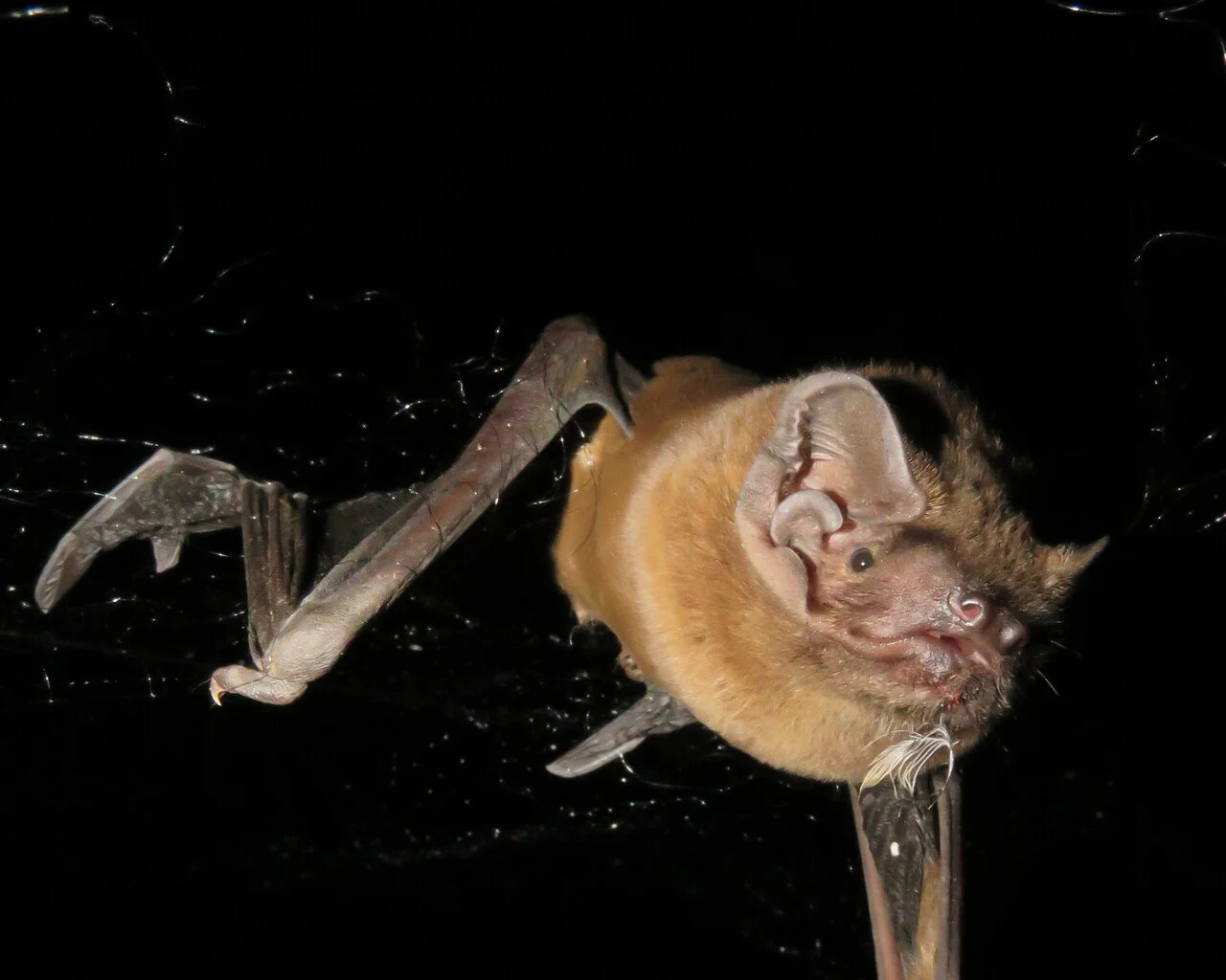 Tras 25 años de estudio, científicos revelan cómo el murciélago más grande de Europa caza pájaros en pleno vuelo