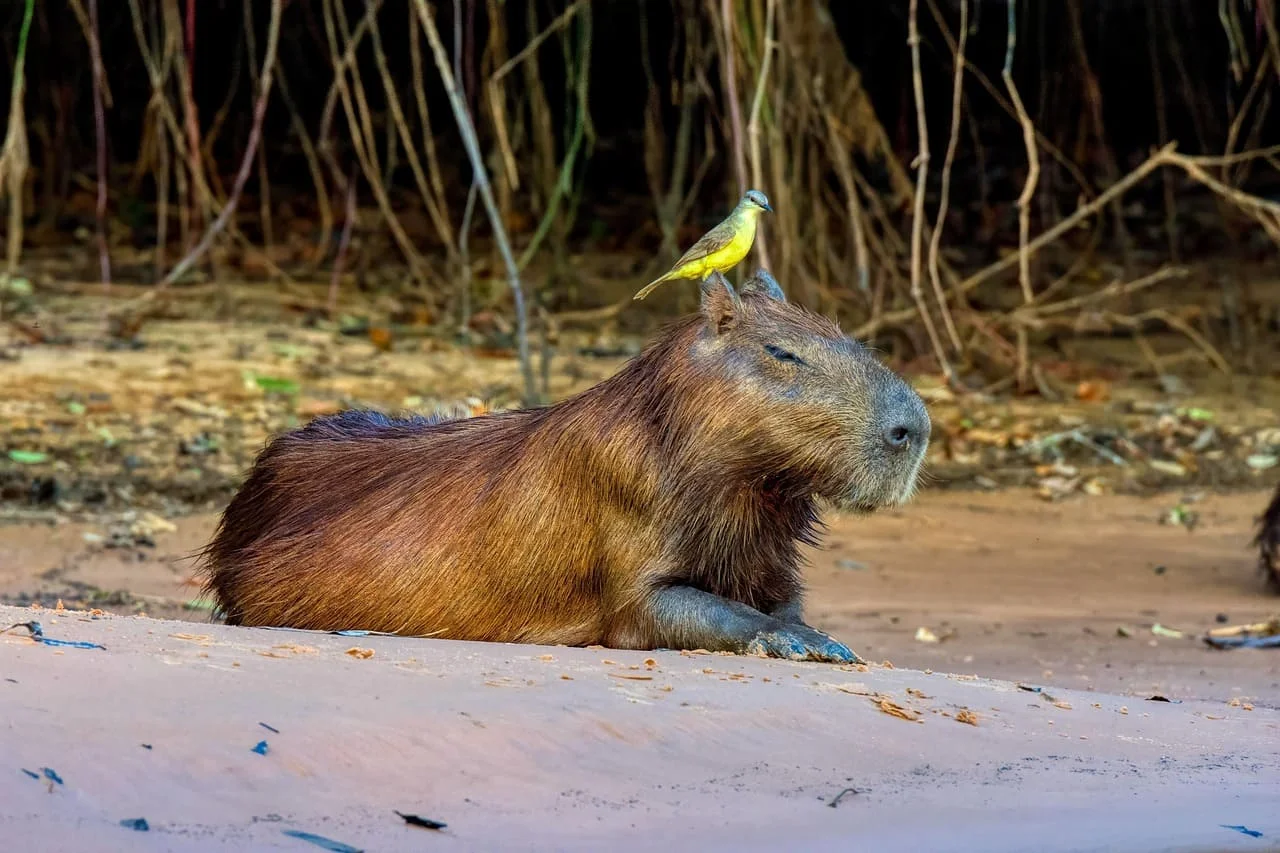 El secreto del capibara: por qué el roedor más grande vive rodeado de depredadores sin ser atacado