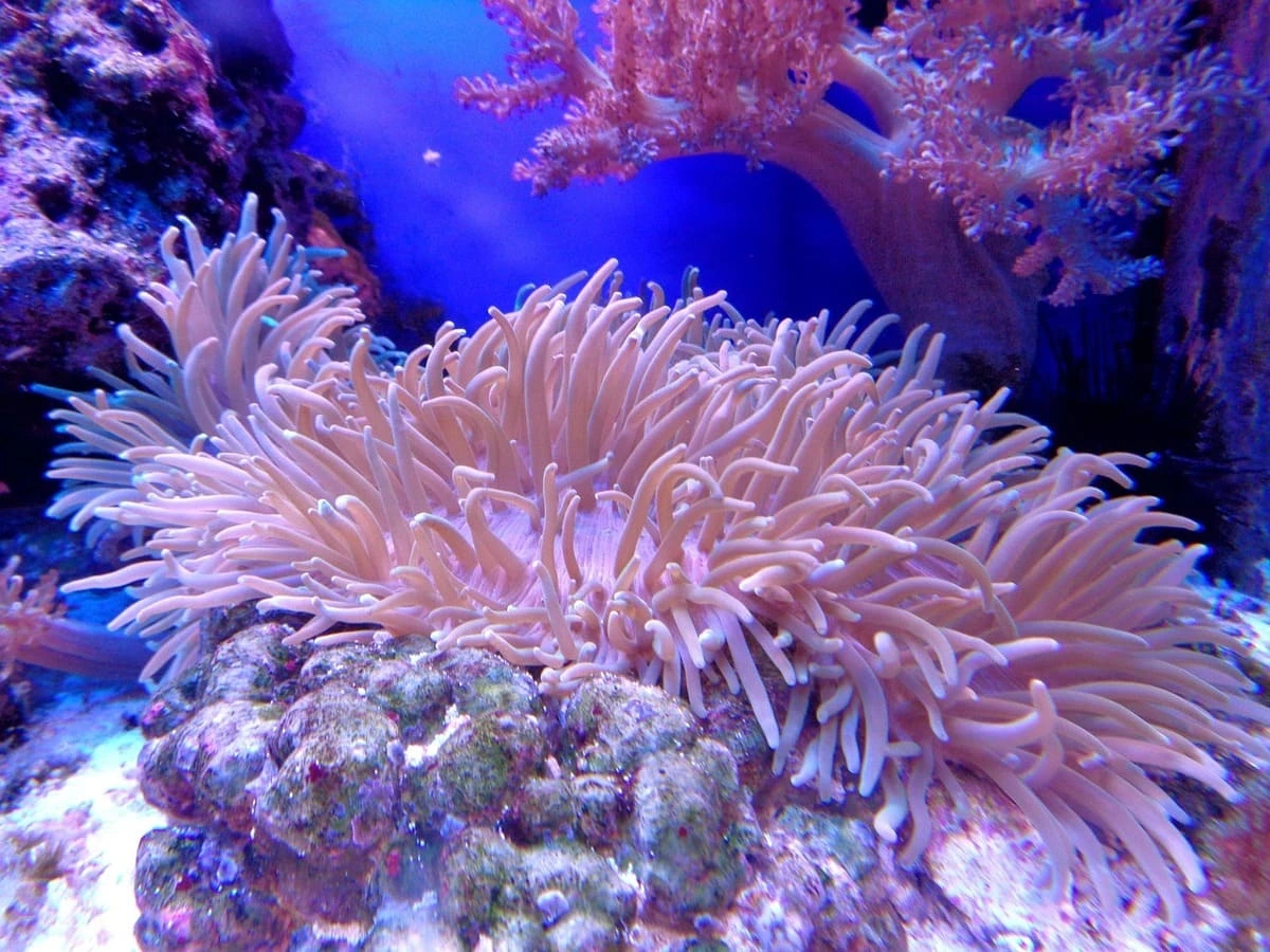 Nuevo sistema de eDNA revela la biodiversidad oculta de los arrecifes de coral en Okinawa