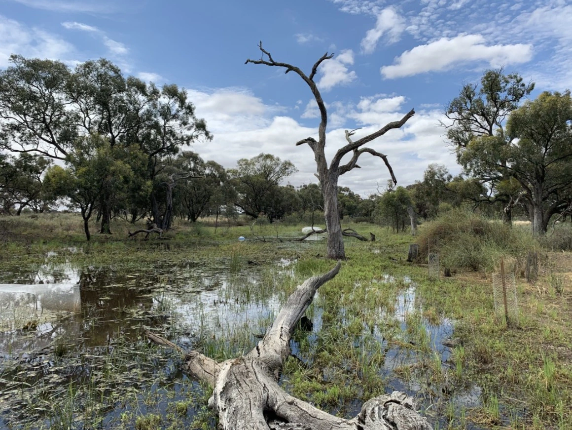 Restauración de humedales: solución rápida contra cambio climático y escasez de agua