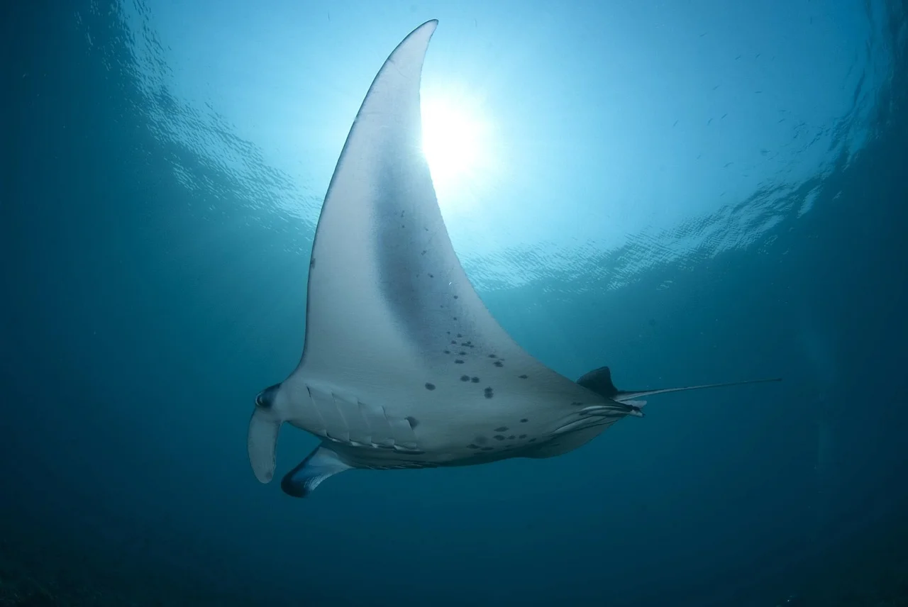 Las mantarrayas más grandes del mundo se sumergen más de 1.200 metros para orientarse en mar abierto