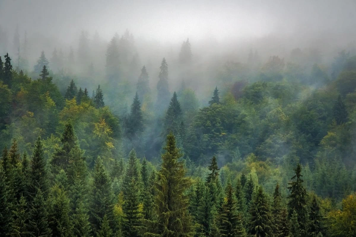 ¿Por qué los bosques son esenciales para el planeta y cómo podemos protegerlos?