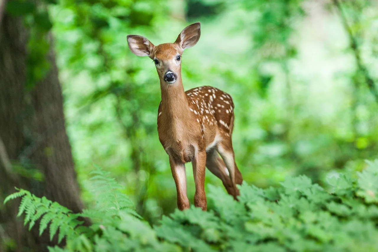 ¿Qué es la naturaleza y por qué debemos cuidarla?