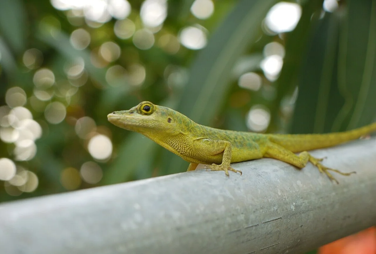 La genética de los lagartos Anolis revela una nueva forma de entender la evolución