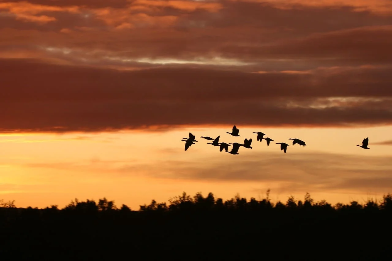 ¿Qué pasaría si la migración de las aves falla por culpa del cambio climático?