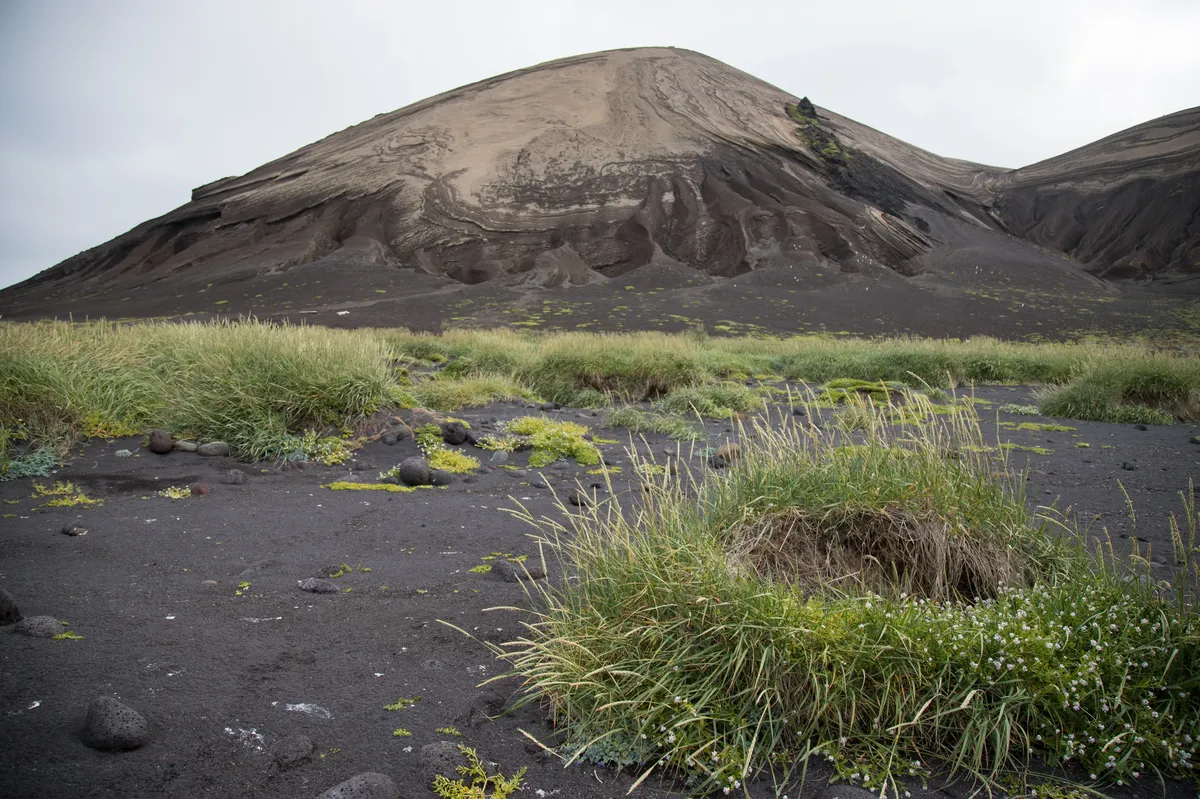 Un estudio demuestra que las aves transportaron la mayoría de las plantas que colonizaron la isla volcánica de Surtsey