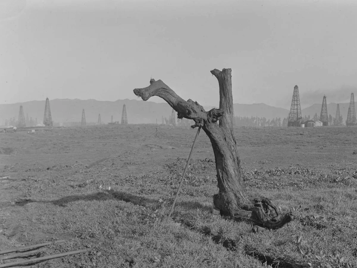 Los árboles de la Edad de Hielo ayudaron a estabilizar el clima liberando CO₂ a la atmósfera terrestre