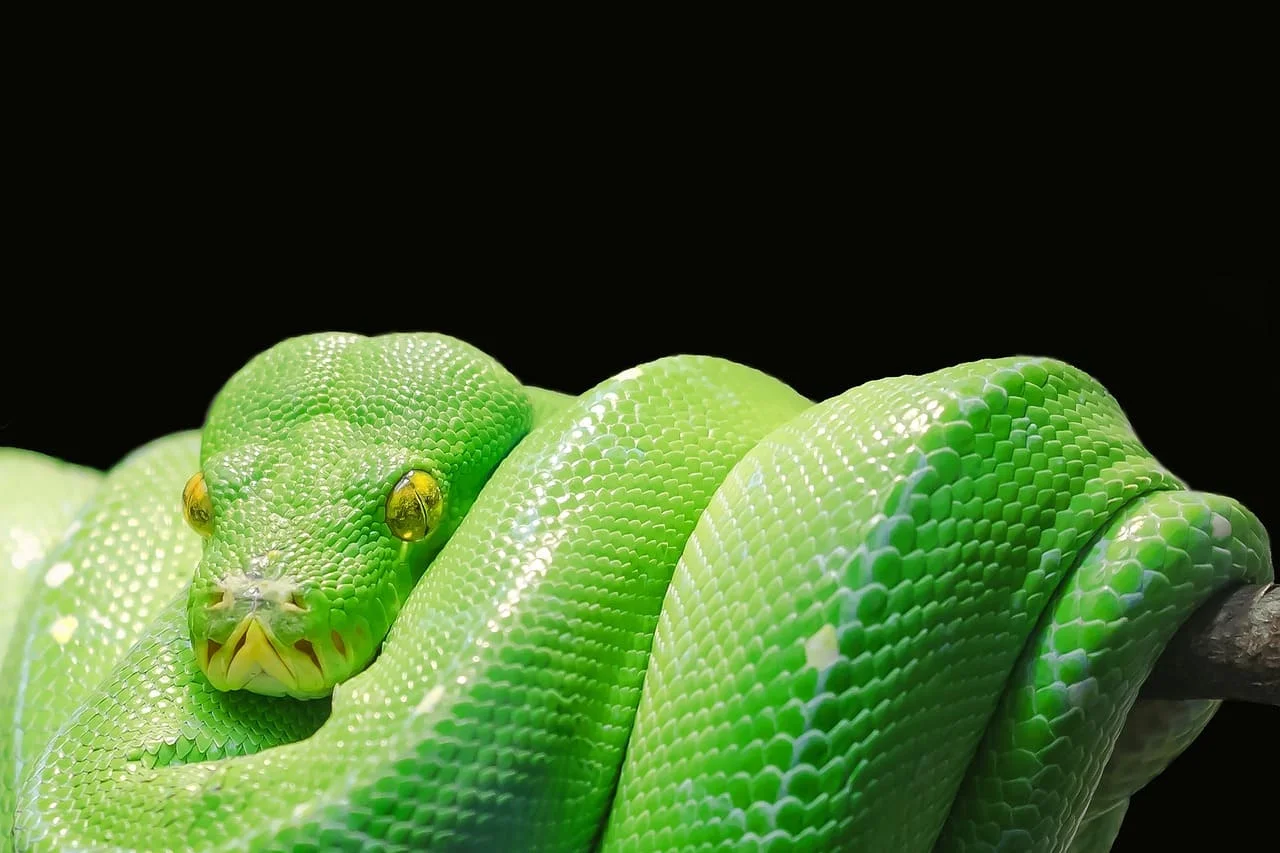 ¿Qué significa soñar con una serpiente?