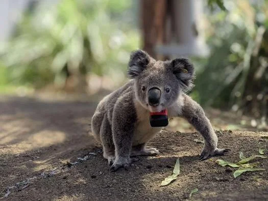 El 66% de muertes de koalas ocurre durante sus breves desplazamientos terrestres