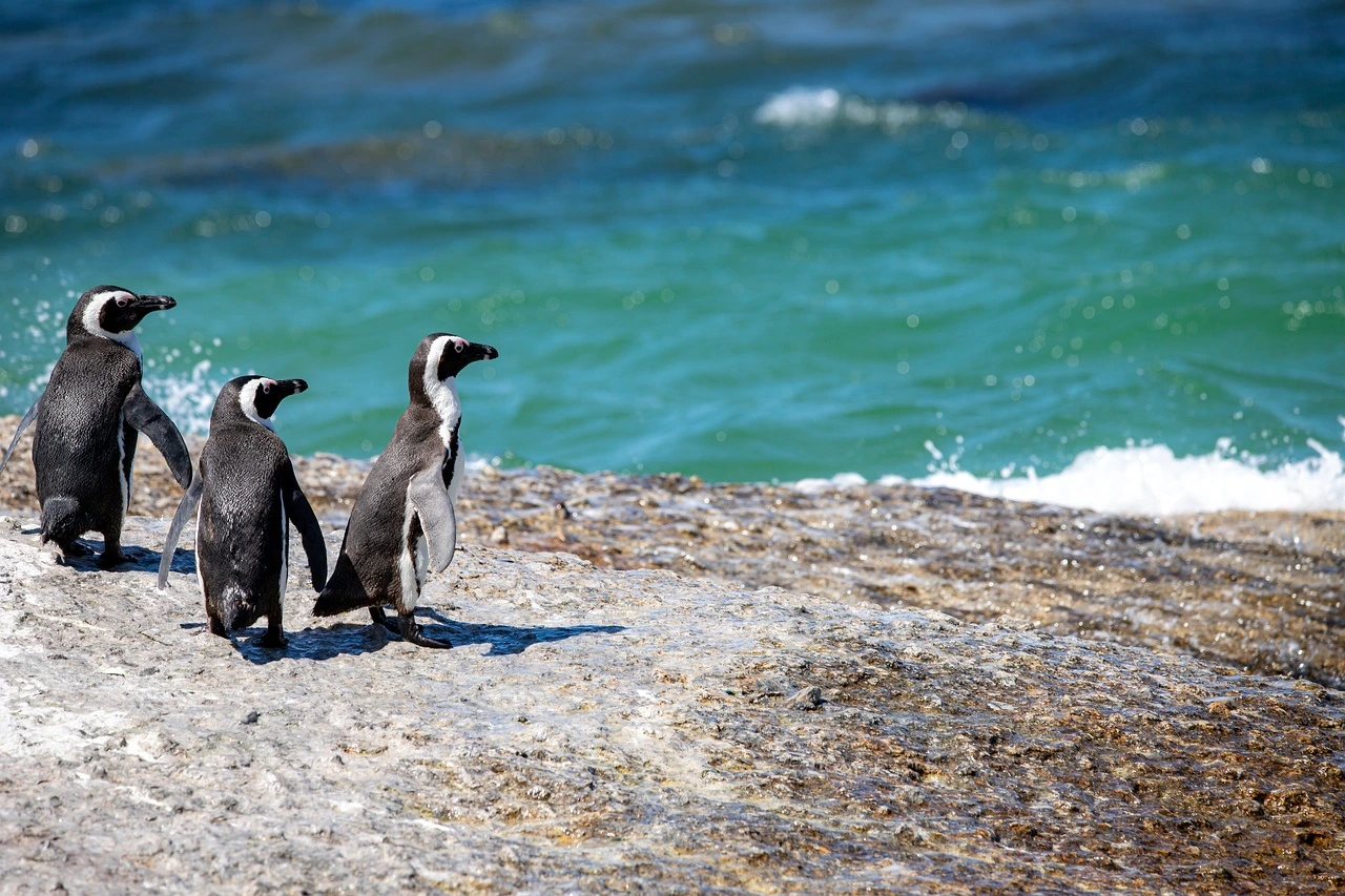 Investigadores descubren que los pingüinos aprovechan los flujos oceánicos para ahorrar energía en los viajes