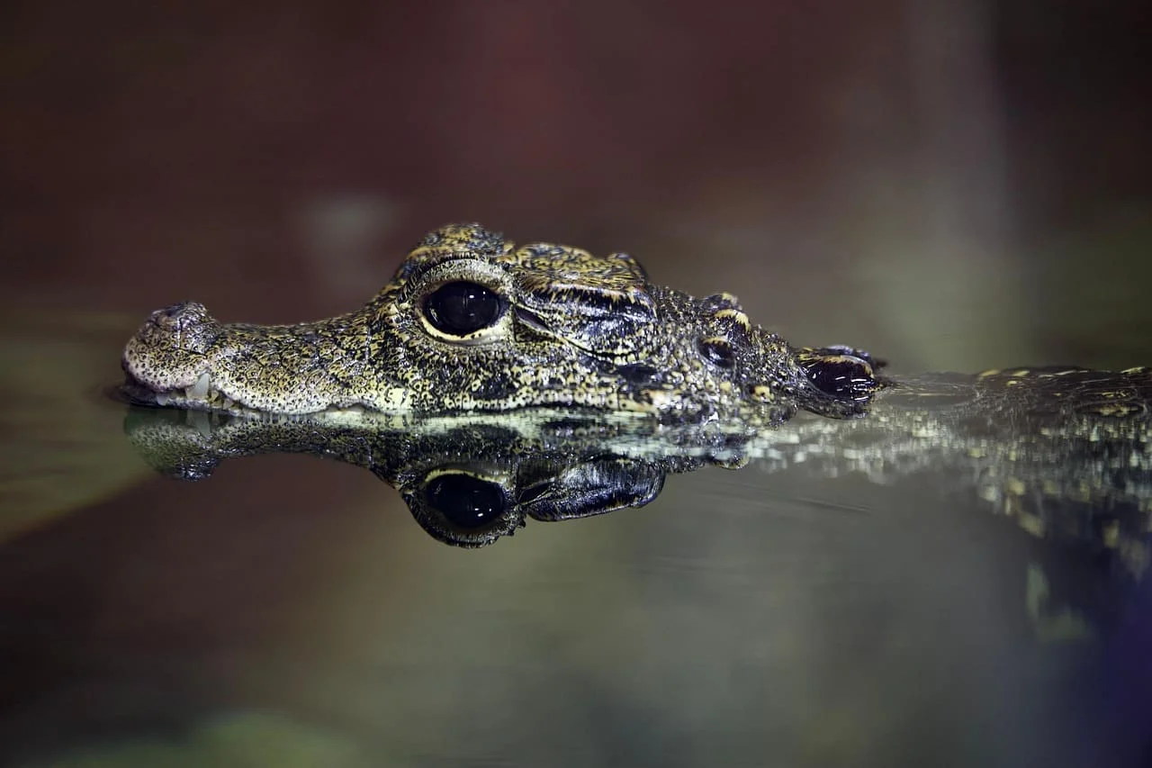 Descubren dos nuevas especies de cocodrilos en Cozumel y Banco Chinchorro: están en peligro y aún no tienen nombre