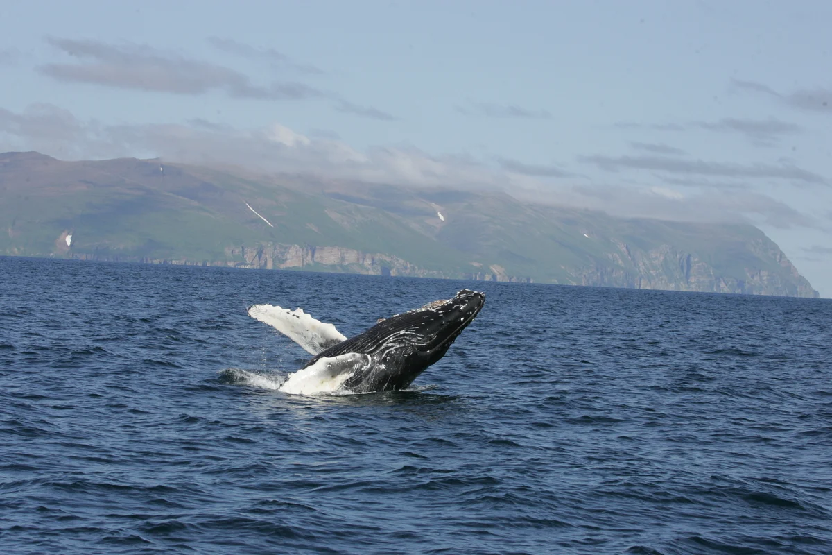 Ballena jorobada emergiendo del agua con las aletas extendidas en un salto frente a las costas del estrecho de Senyavin