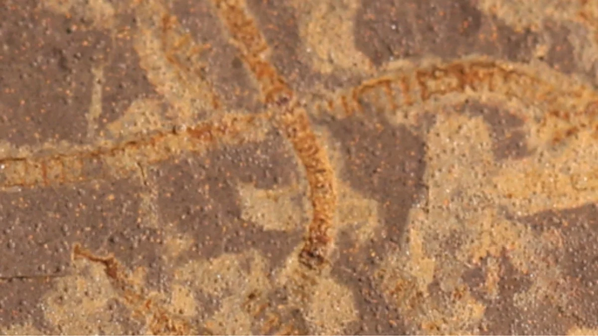 Muestras fósiles de antiguas algas marinas del territorio del Yukón, Canadá, de casi mil millones de años