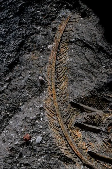 Fósil De buitre de 30,000 años revela cómo los depósitos volcánicos conservan detalles microscópicos