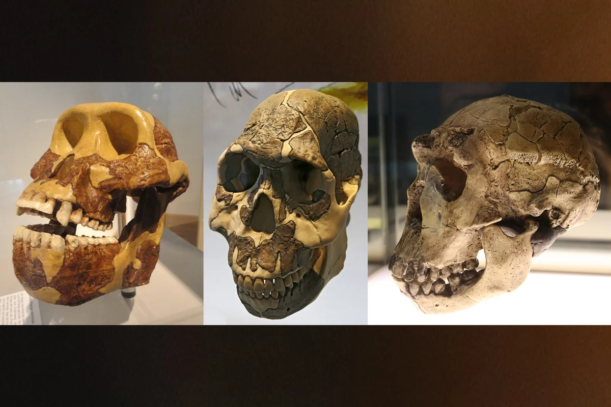 Los primeros humanos comían plantas ricas en carbohidratos antes de evolucionar dientes aptos