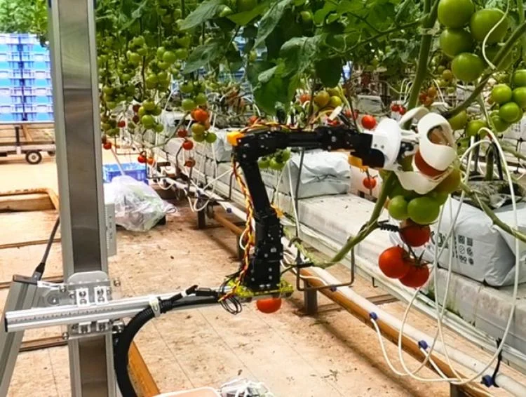 Robot agrícola utilizando un brazo mecánico para recoger tomates en un invernadero