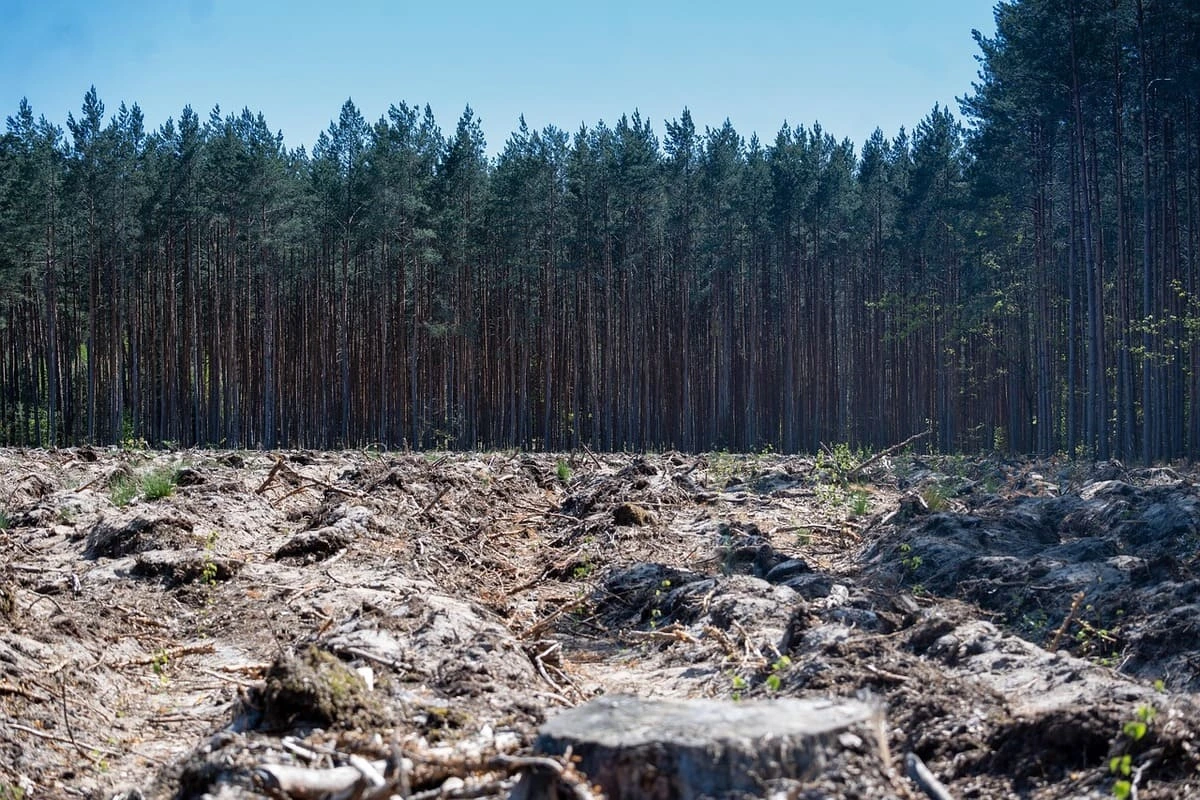 Bosques fragmentados: cómo la expansión humana está rompiendo los pulmones del planeta