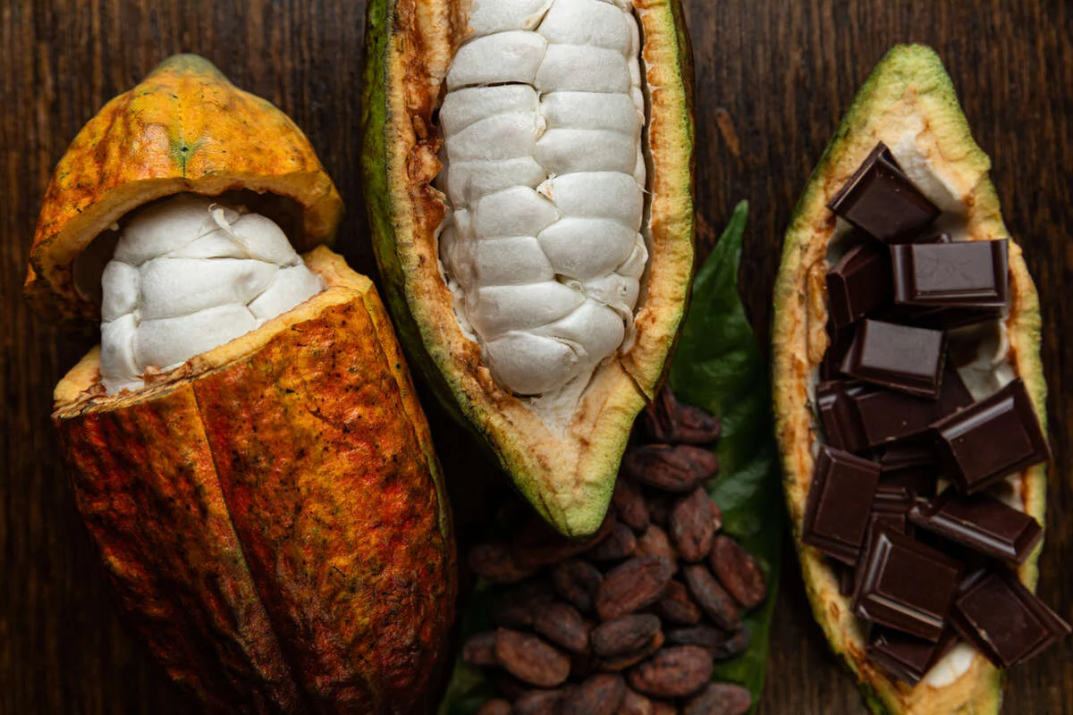 El arte de fermentar el cacao para conseguir un chocolate de sabor único