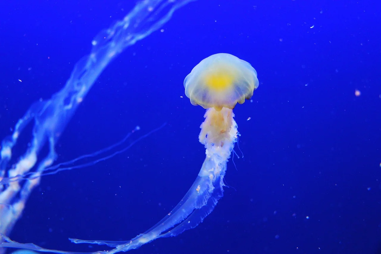 Medusas: Belleza y Misterio en las Profundidades Marinas
