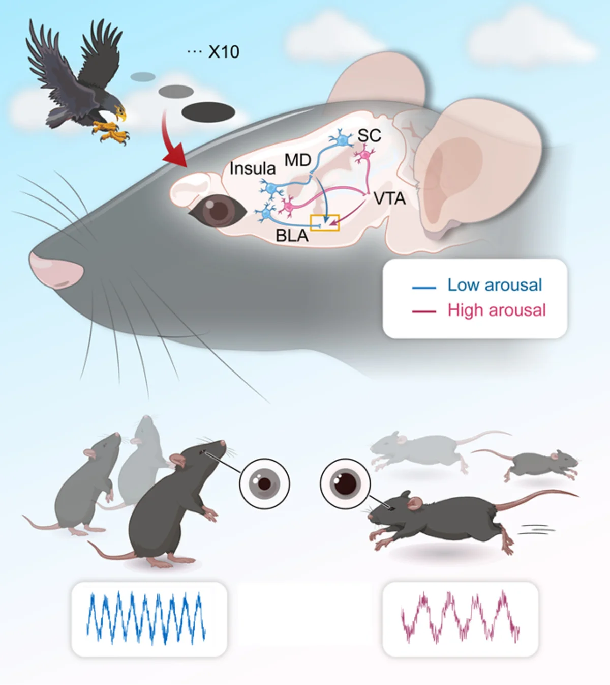 Descubren el circuito neuronal que explica por qué cada individuo responde distinto al miedo innato