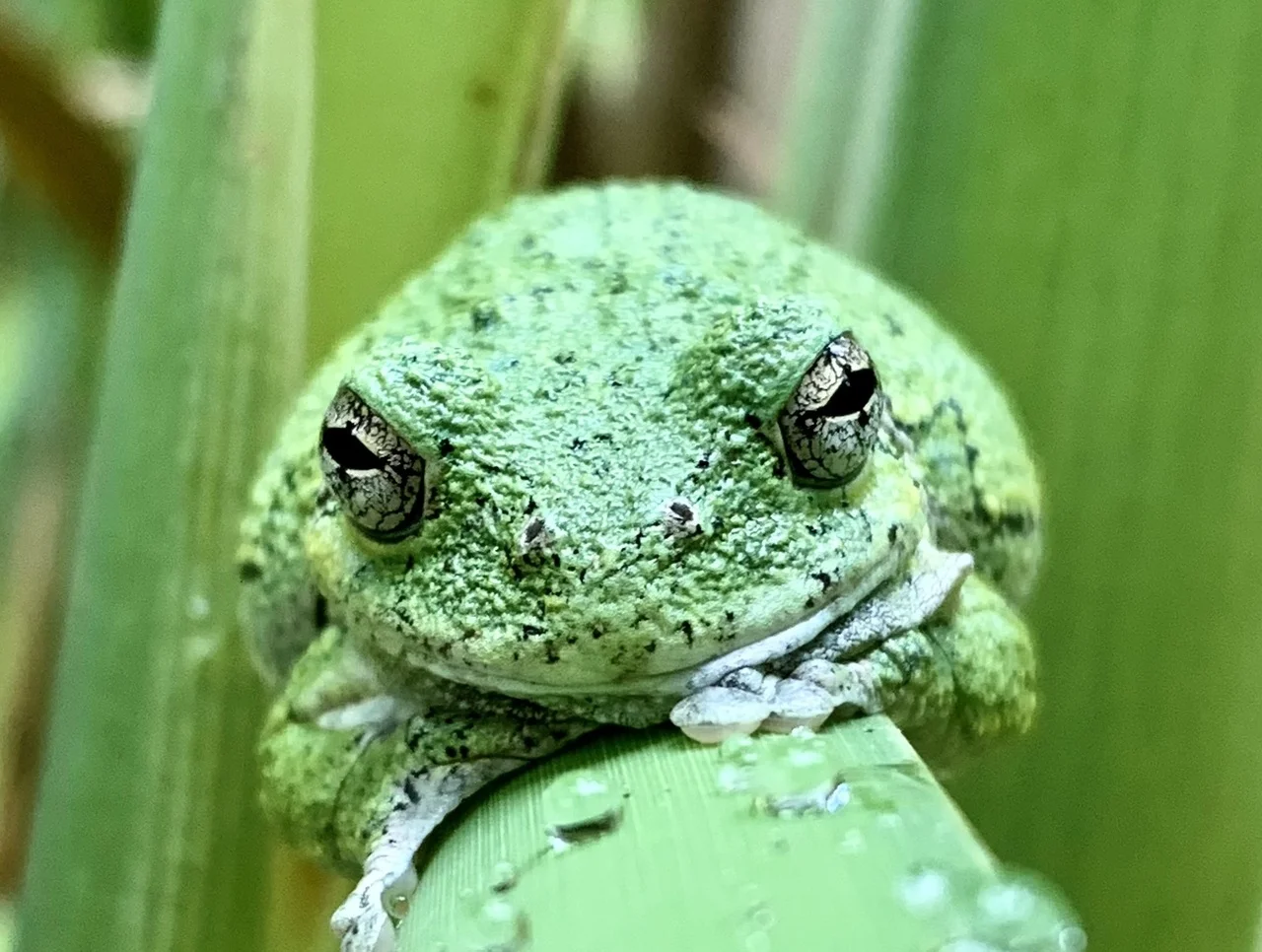 Un estudio revela que el calentamiento global altera las señales naturales que guían la hibernación de las ranas