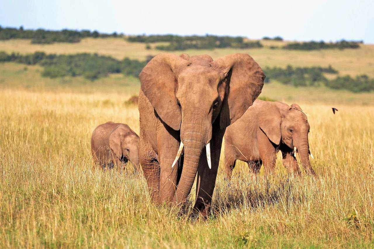 Día Mundial del Elefante: la urgencia de preservar a los gigantes de África y Asia