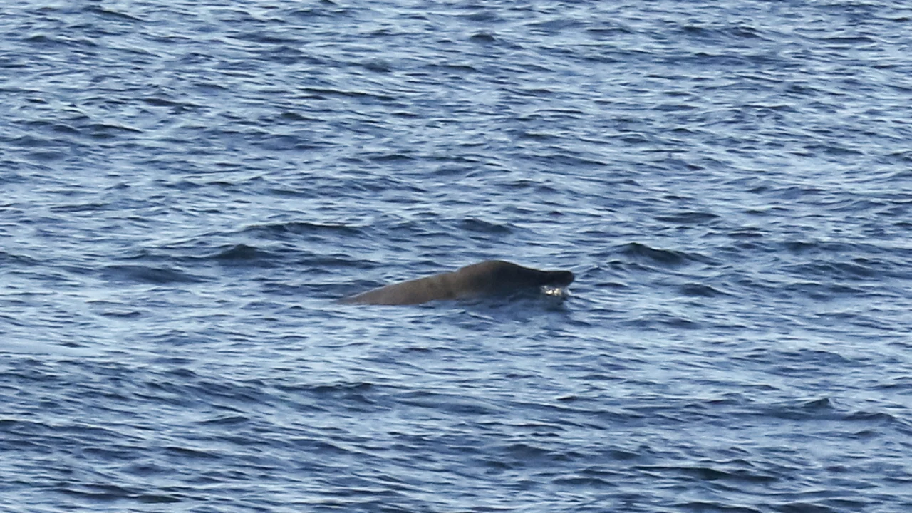 El misterioso canto de las ballenas picudas queda documentado en aguas brasileñas