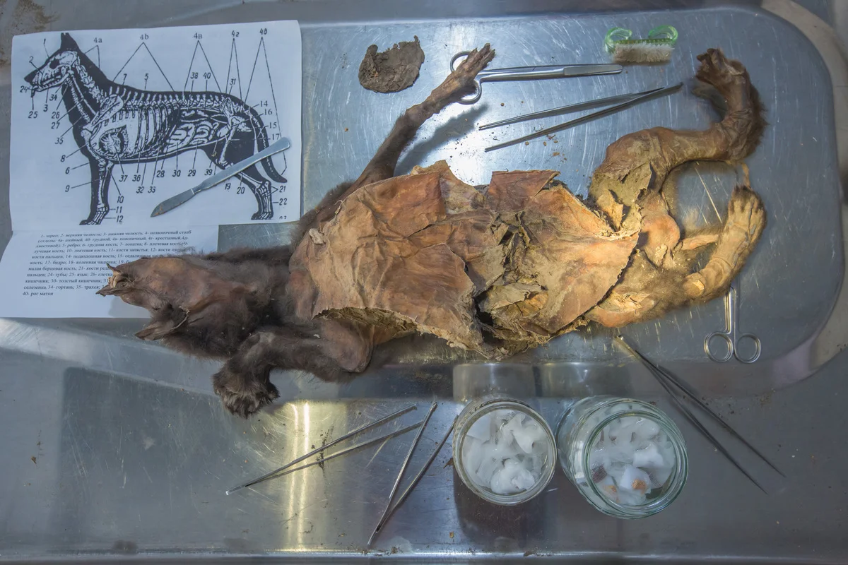 Genoma de rinoceronte lanudo recuperado del estómago de un lobo de la Edad de Hielo