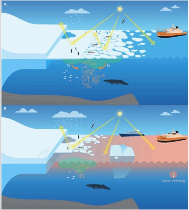 El colapso del hielo marino antártico acelera la transformación de los ecosistemas polares
