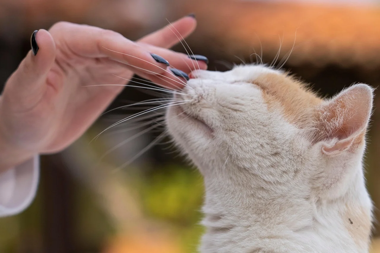 Estudio revela cómo los gatos pueden reconocer a sus dueños por el olor