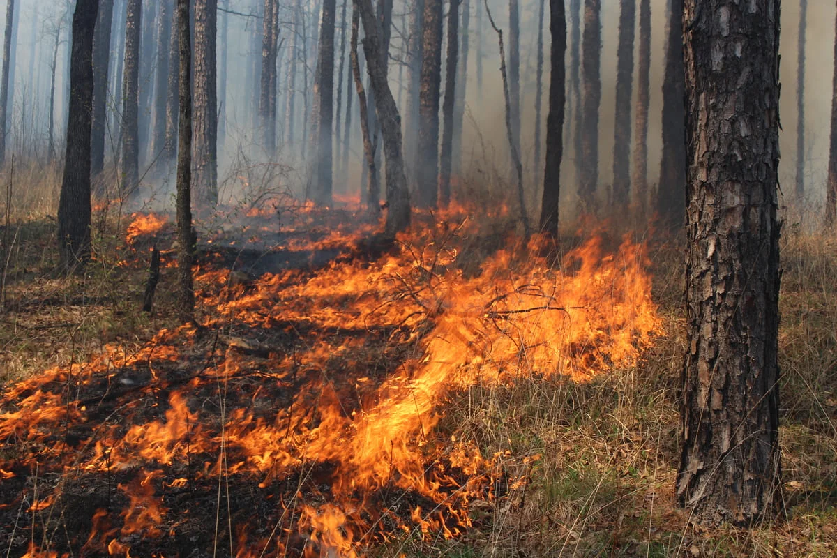 Crecen los peligros de incendios forestales y exposición al humo en el sur de Estados Unidos