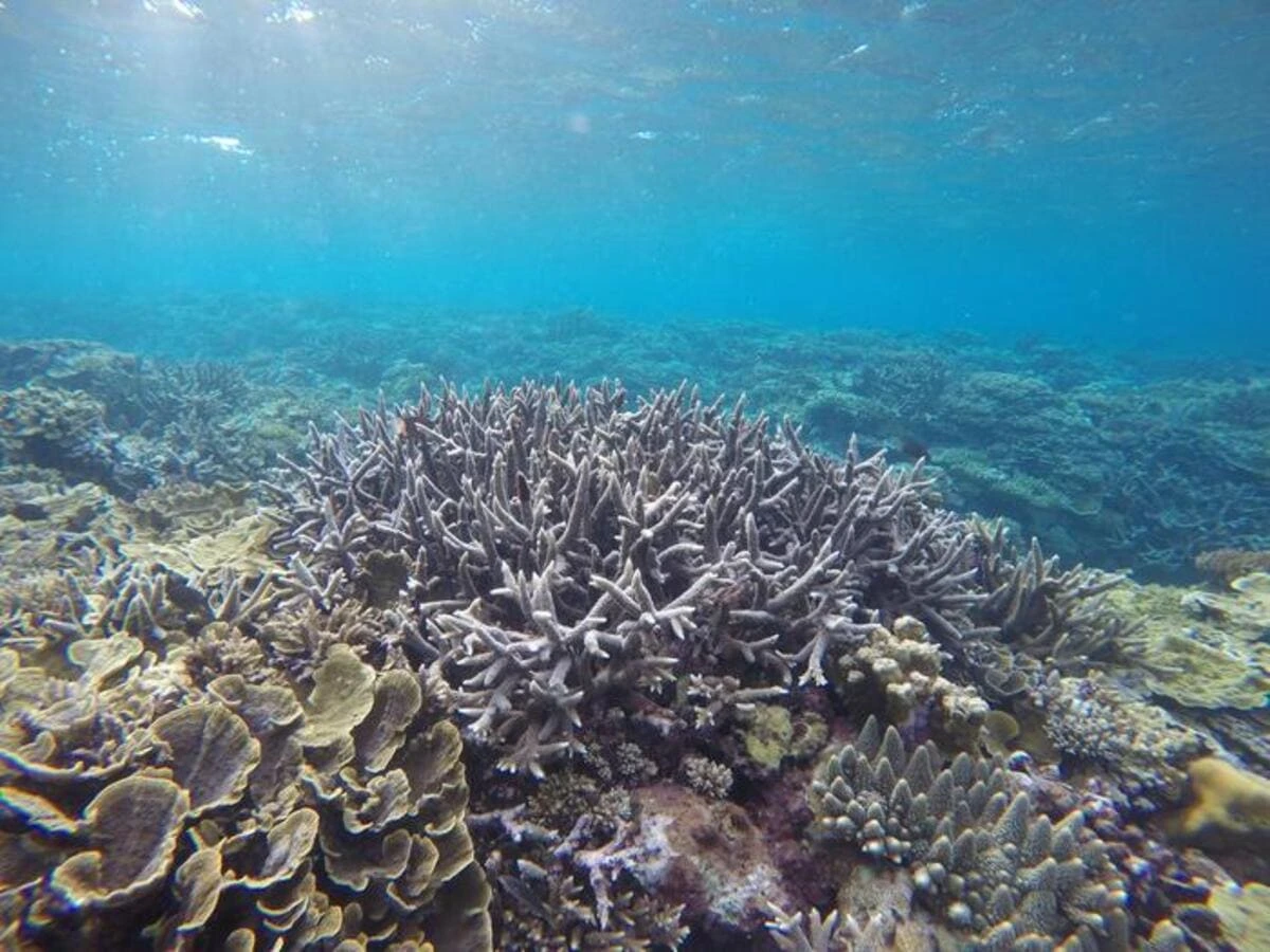 Restaurar los océanos para prosperar: China revoluciona la gestión de los servicios ecosistémicos